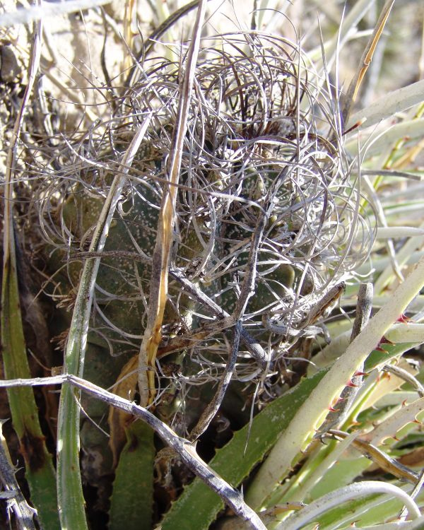 Astrophytum capricorne var minor PP 1546 Paredn NL 1 750