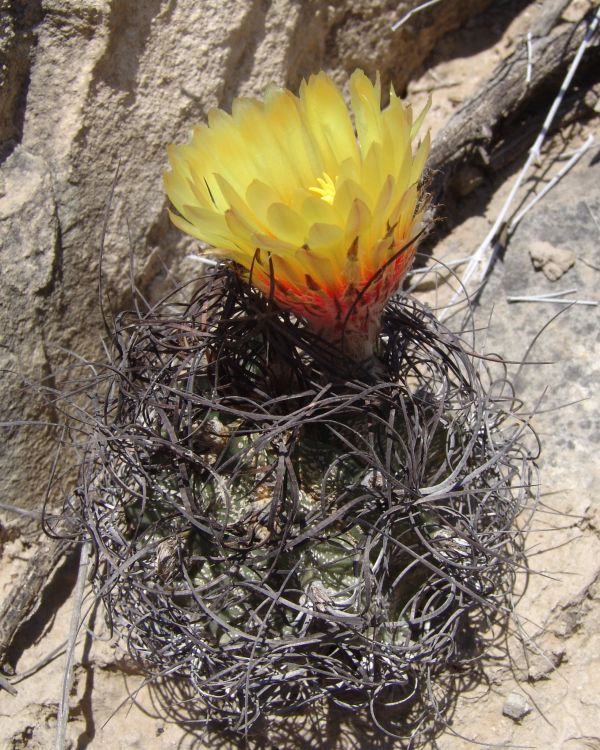 Astrophytum capricorne var minor PP 1546 Paredn NL 2 750