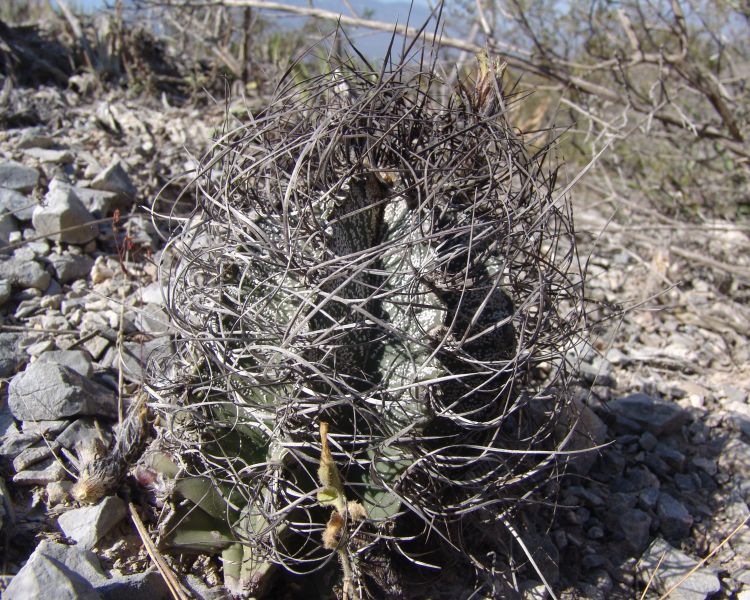 Astrophytum capricorne var minor PP 1549 Mina 2 NL 1 750