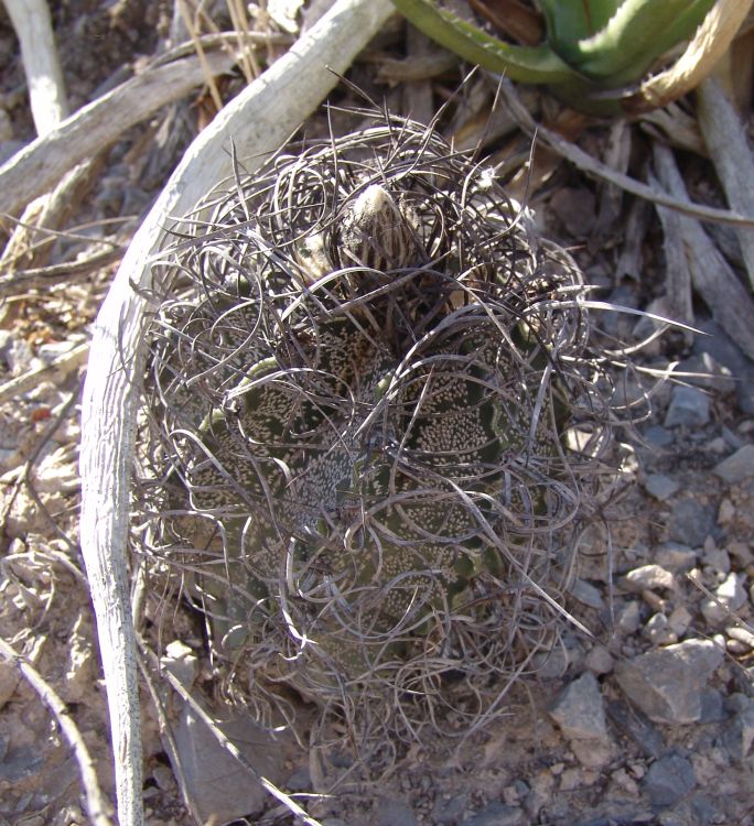 Astrophytum capricorne var minor PP 1549 Mina 2 NL 2 750