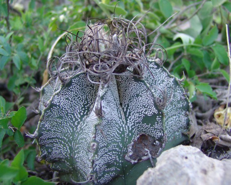 Astrophytum capricorne var minor PP 1564 Mina 1 Potrero Grande NL 1 750