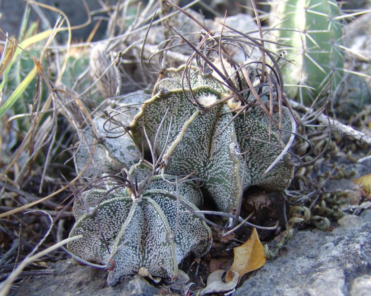 Astrophytum capricorne var minor PP 1564 Mina 1 Potrero Grande NL 2 750