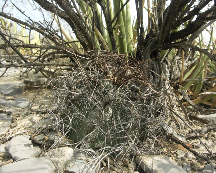 Astrophytum capricorne var minor PT 282 zpadn Reata COAH 3 750