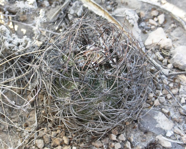 Astrophytum capricorne var minor PT 285 Hiplito COAH 3 750