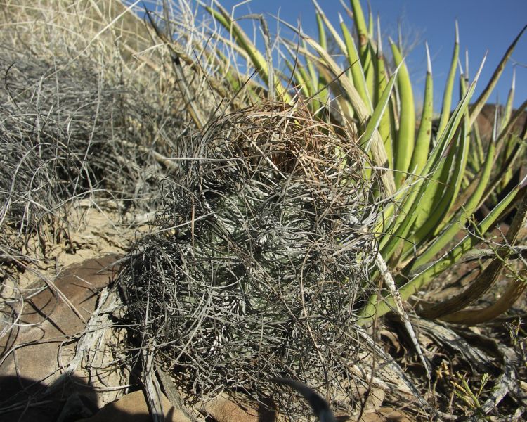 Astrophytum capricorne var minor PT 499 jin Est Marte COAH 6 750