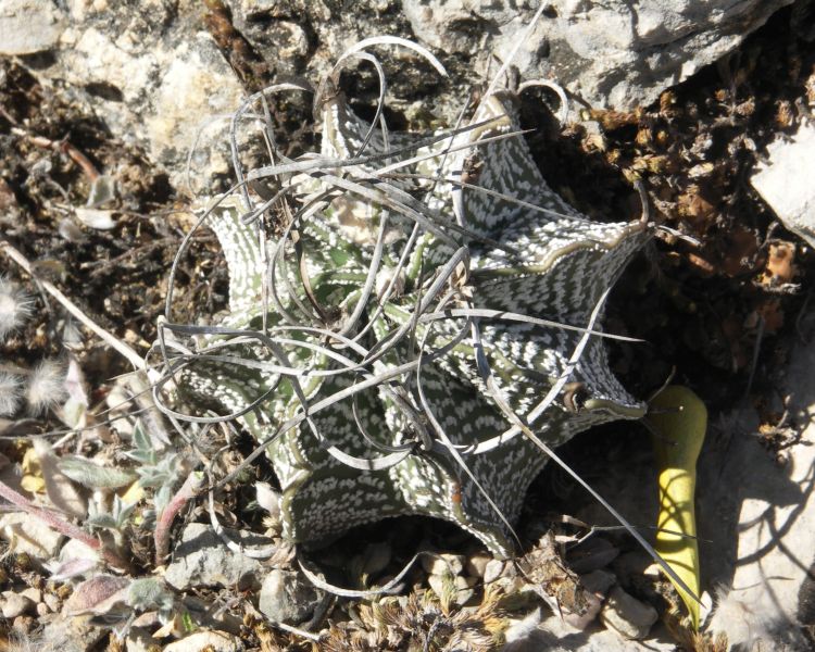 Astrophytum capricorne var minor PT 64 Mina Potrero Grande NL 1 750