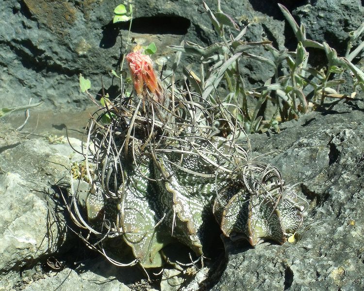 Astrophytum capricorne var minor PT 64 Mina Potrero Grande NL 2 750