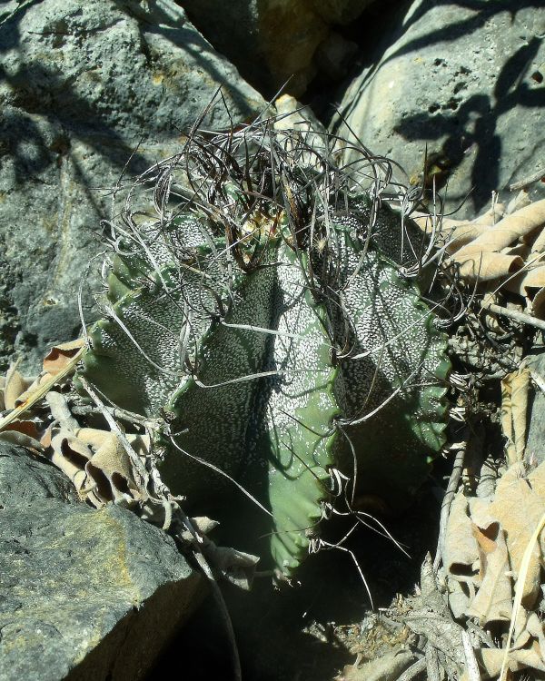 Astrophytum capricorne var minor PT 64 Mina Potrero Grande NL 3 750