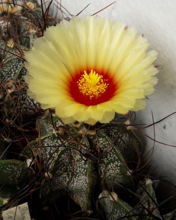 Astrophytum capricorne var minor PT 64 Mina Potrero Grande NL 4 ve sbrce autora 750