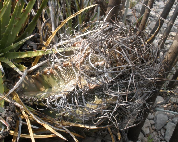 Astrophytum capricorne var minor PT 656 San Jos de la Popa NL 2 11 eber 750