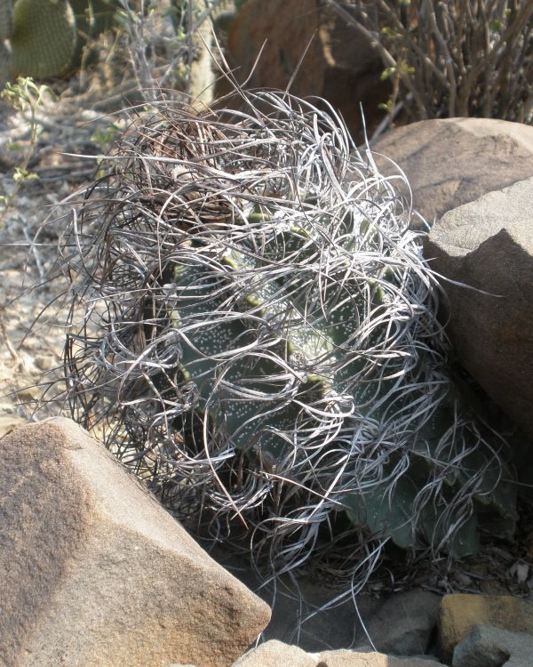 Astrophytum capricorne var minor PT 656 San Jos de la Popa NL 3 750