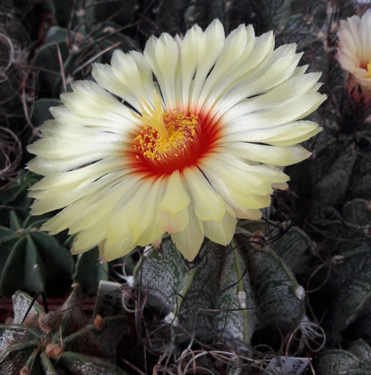 Astrophytum capricorne var minor PT 656 San Jos de la Popa NL ve sbrce autora 750