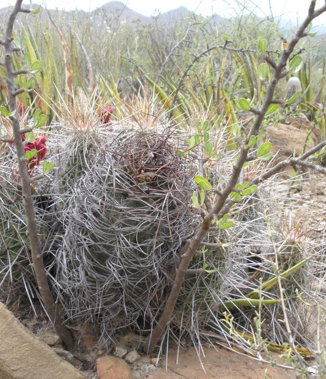 Astrophytum capricorne var minor PT 660 10 km jin San Jos de la Popa NL 1 750