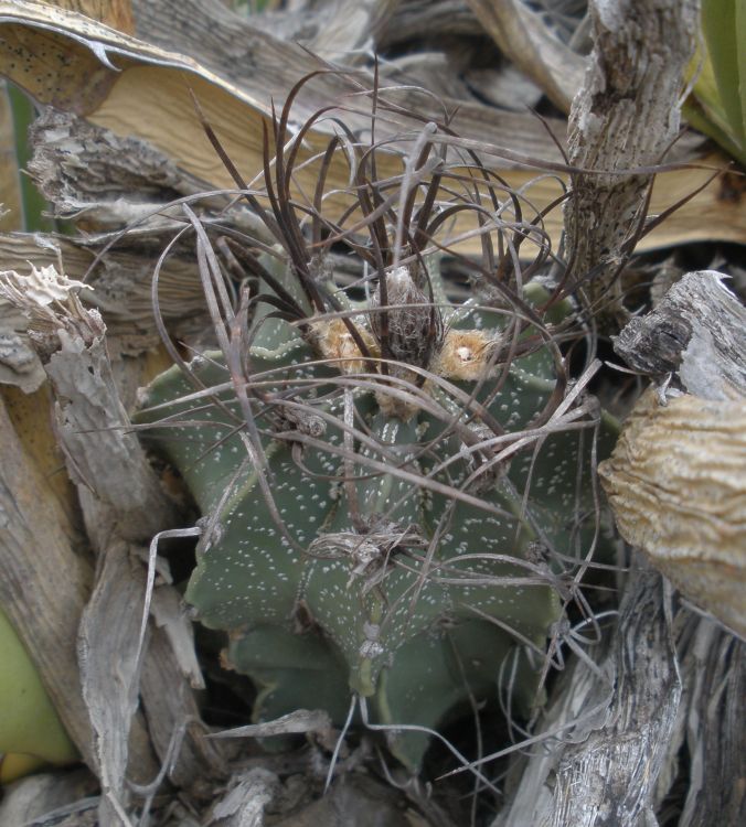 Astrophytum capricorne var minor PT 660 10 km jin San Jos de la Popa NL 2 750