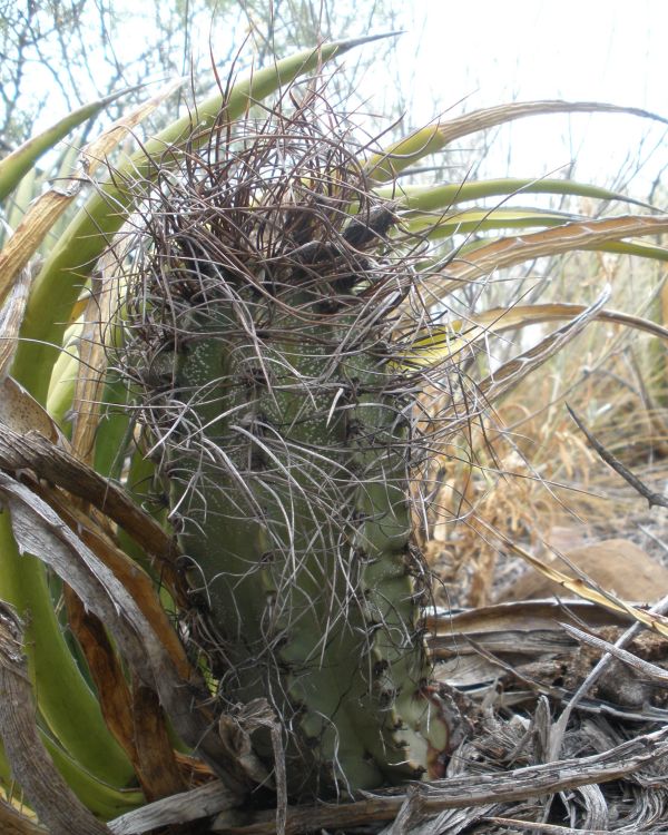 Astrophytum capricorne var minor PT 660 10 km jin San Jos de la Popa NL 3 750