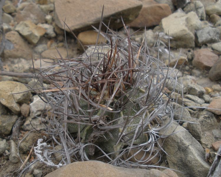 Astrophytum capricorne var minor PT 660 10 km jin San Jos de la Popa NL 4 svtle otrnn exempl 750