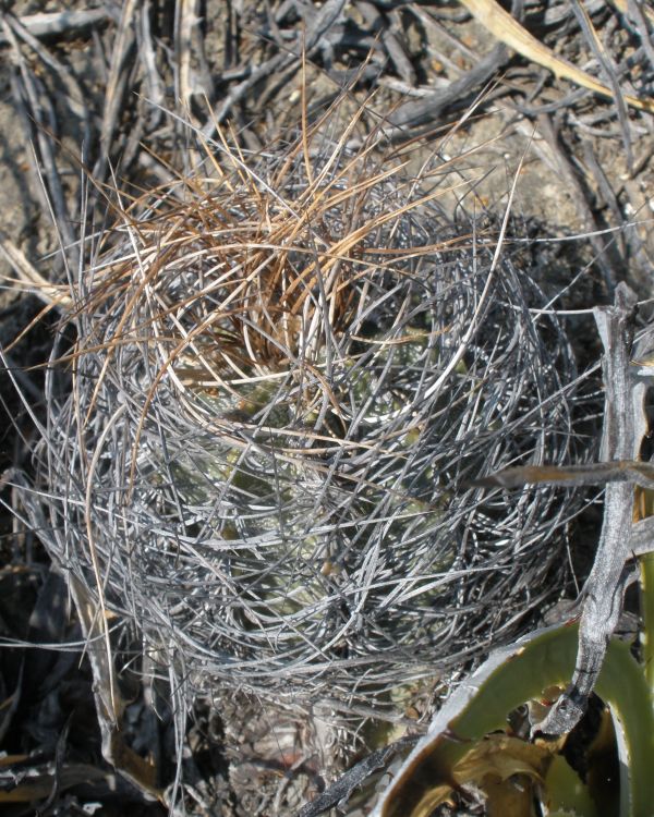 Astrophytum capricorne var minor PT 661 5 km severovchodn Fraustro COAH 4 10 eber 750