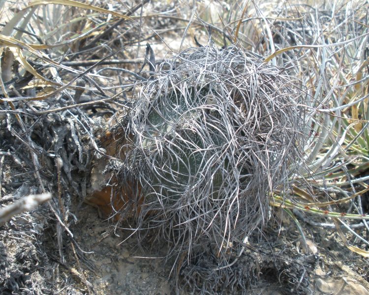 Astrophytum capricorne var minor PT 661 5 km severovchodn Fraustro COAH 5 750