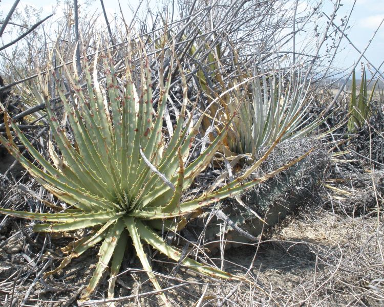 Astrophytum capricorne var minor PT 661 5 km severovchodn Fraustro COAH 6 750