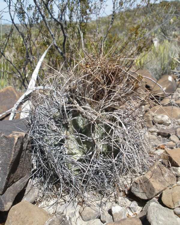 Astrophytum capricorne var minor PT 677 1 km jin Est Marte COAH 1 750