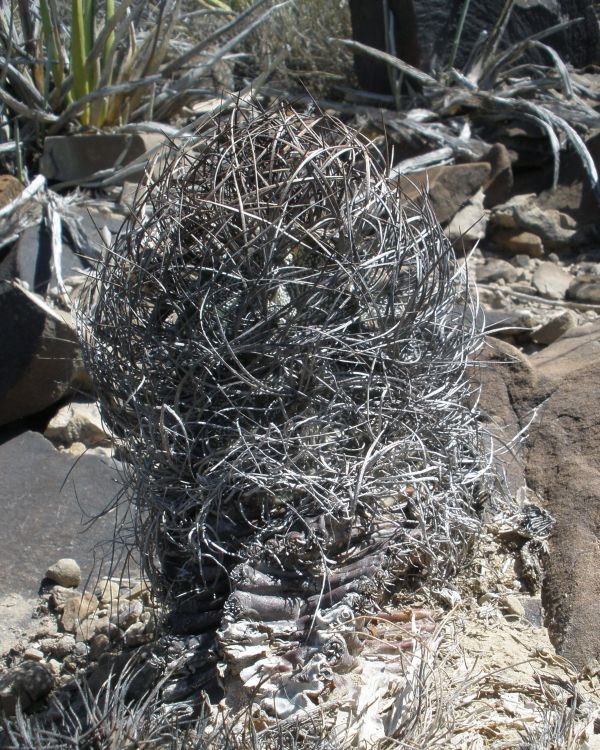 Astrophytum capricorne var minor PT 677 1 km jin Est Marte COAH 2 750