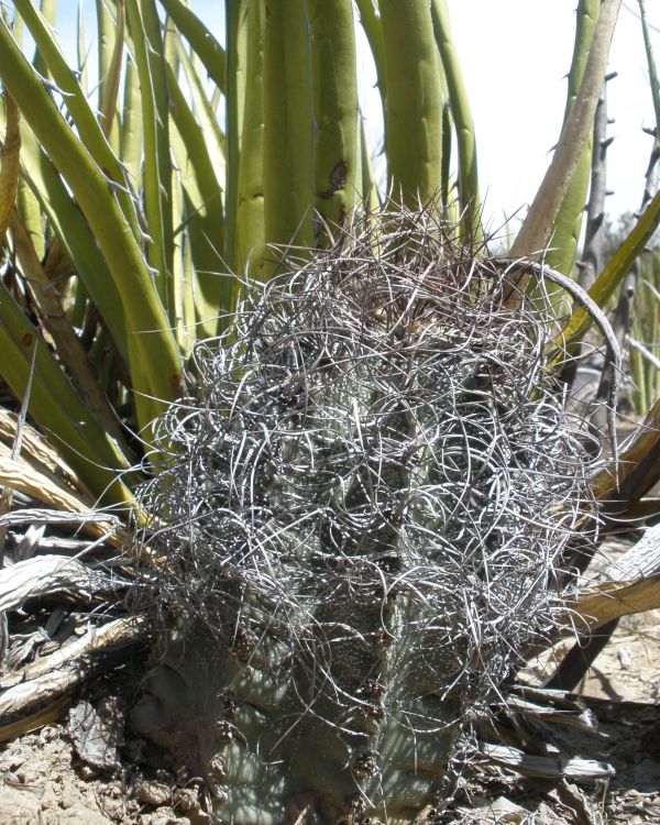 Astrophytum capricorne var minor PT 677 1 km jin Est Marte COAH 3 750