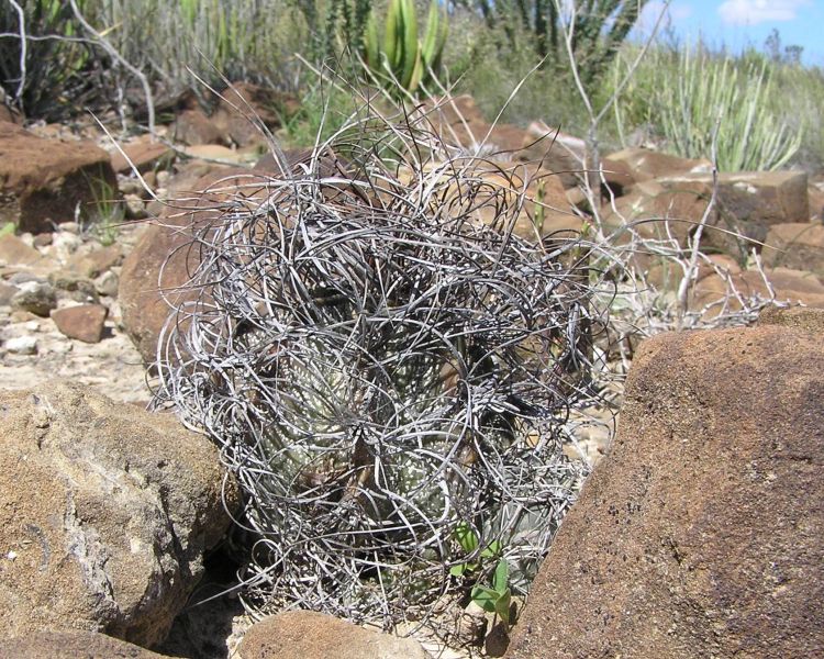 Astrophytum capricorne var minor Plan de Ayala COAH foto Ji Valouek 1 750