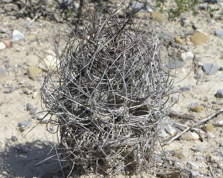 Astrophytum capricorne var minor Tuxtepec COAH foto Ji Valouek 750