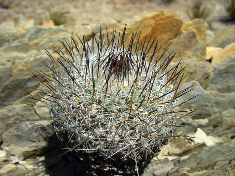 DSC00039 gYMNOCACTUS MANDRAGORA 1