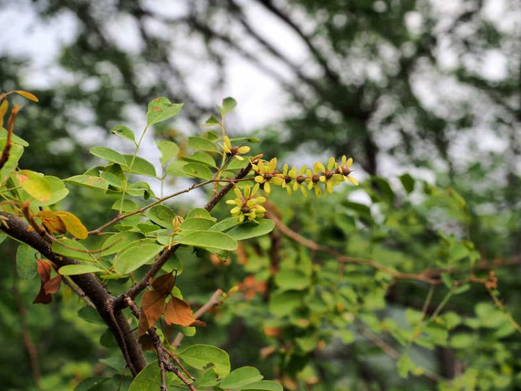 PB140471 PresaInfiernilla WP2110 Apoplanesia paniculata 750