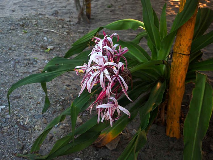 PB150598 Maruata Crinium 750