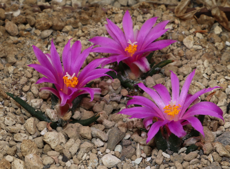 A agavoides ssp sanluisensis m220