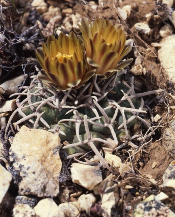 Pediocpeebl ssppeeblianus JB2 jizne od Grand Canyon kveten 1980 750