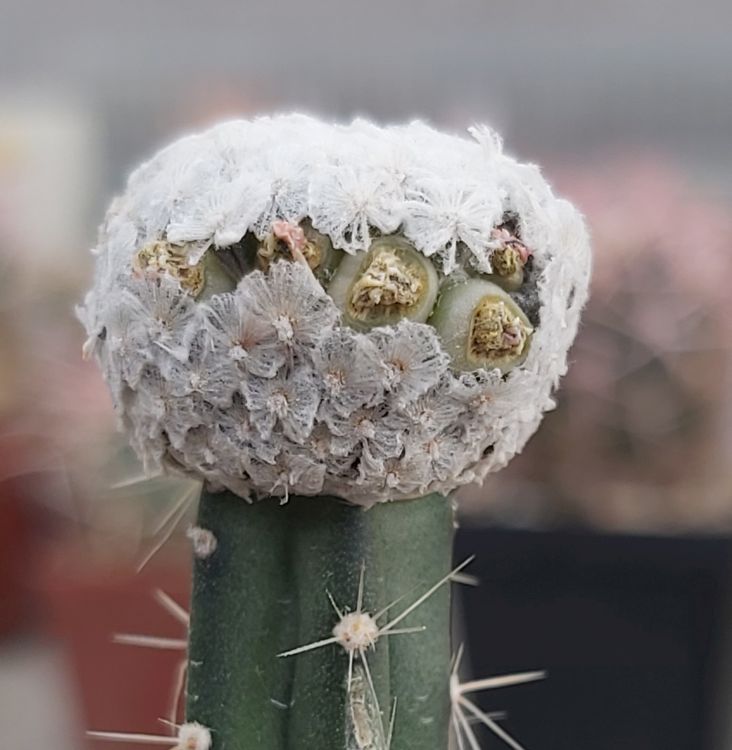 Mammillaria breviplumosa 2 750