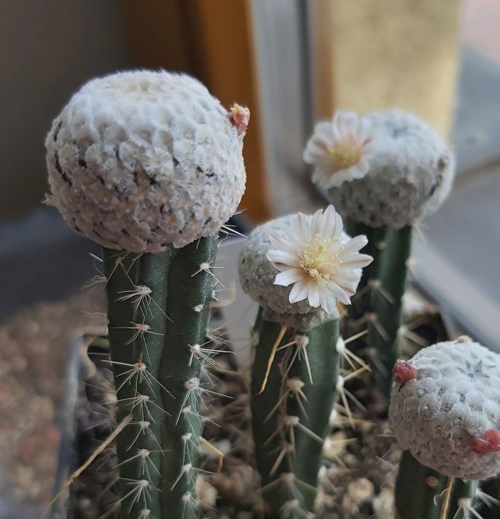 Mammillaria breviplumosa 3 750