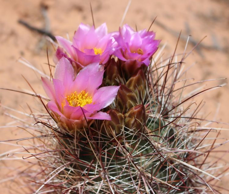 Sclerocactus parviflorus 2 Marble Canyon AZ 750