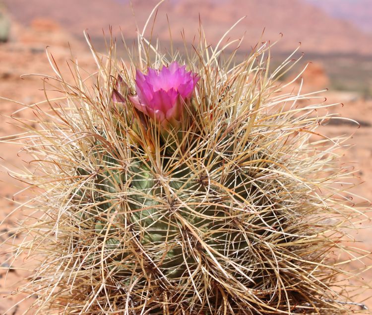 Sclerocactus parviflorus Marble Canyon AZ 750