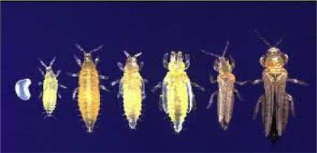 3-31_Thrips_JEANNE-1