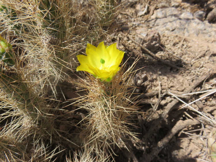 05-IMG-7048-Tephrocactus-weberi-ASK1105_5