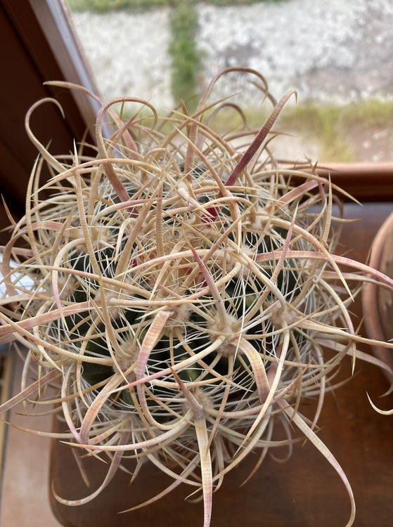 Ferocactus acanthodes v. tortulospinus 1