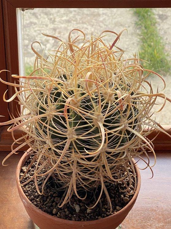 Ferocactus acanthodes v. tortulospinus 2