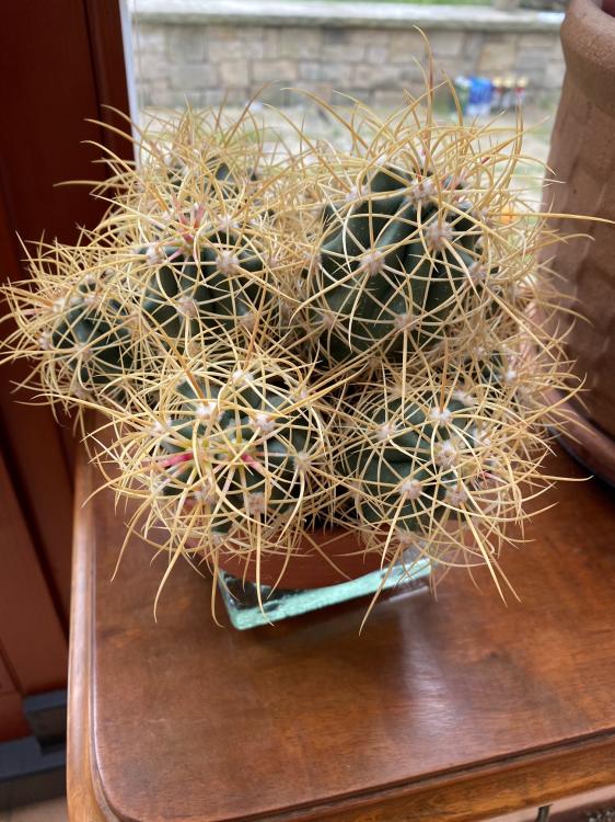 Ferocactus johnstonianus