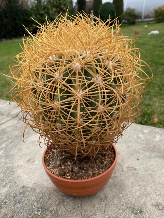 Ferocactus glaucescens 2