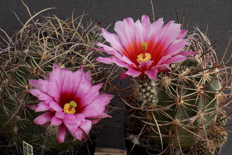 Echinocereus-lindsayi