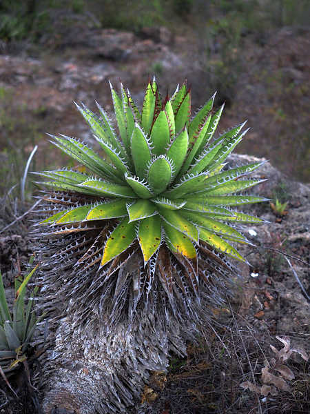 PB191247_HierveElAgua_WP1575_Agave