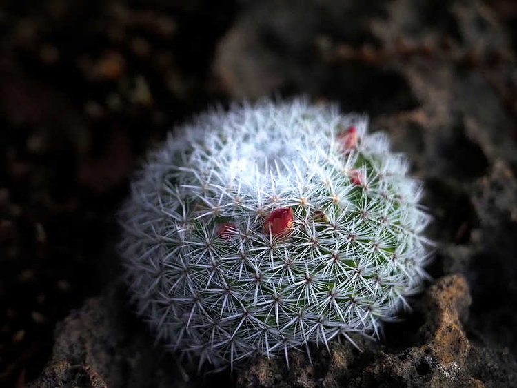 PB191254_HierveElAgua_WP1575_M_albilanata