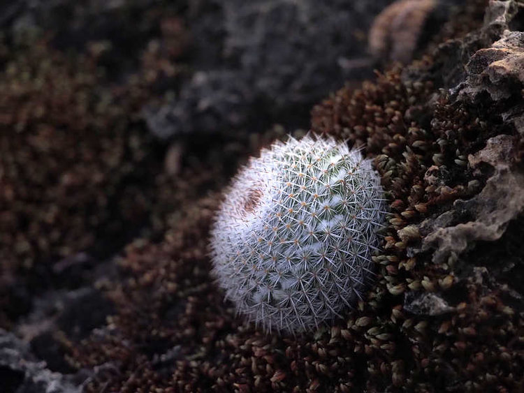 PB191257_HierveElAgua_WP1575_M_albilanata