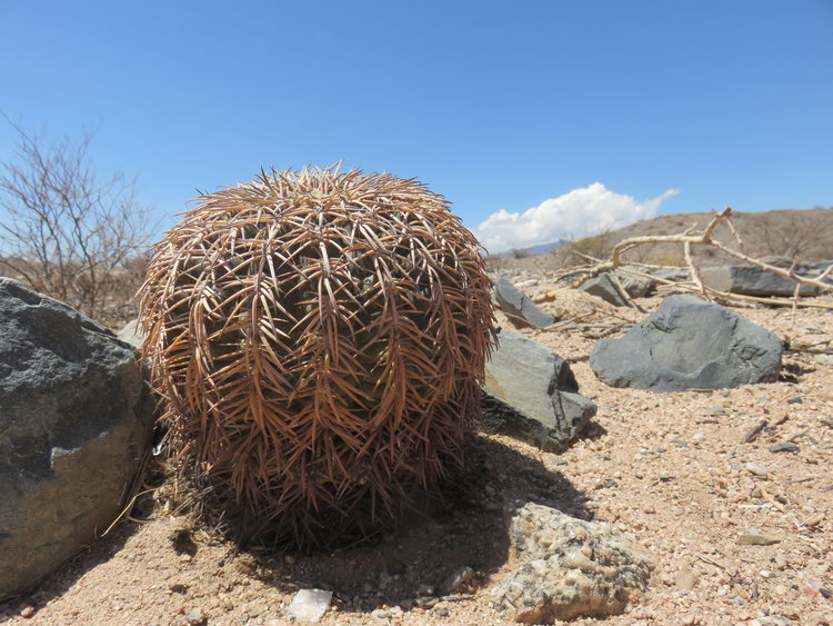 11-IMG_82571-Gymnocalycium-spegazzinii-v--mayor-ASK11193