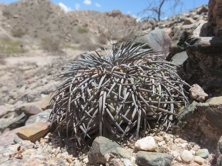 13-IMG_82648-Gymnocalycium-spegazzinnii-ASK11221-Corte-la-Flecha