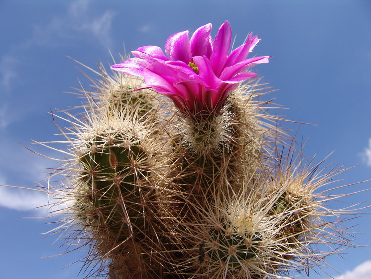 Echinocereus-nicholii-subsp-llanurensis--Hermosillo-Son-3